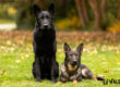 Two German Shepherds sitting in grass.