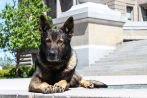 Amy Pishner's Protection Dog in Boise, Idaho