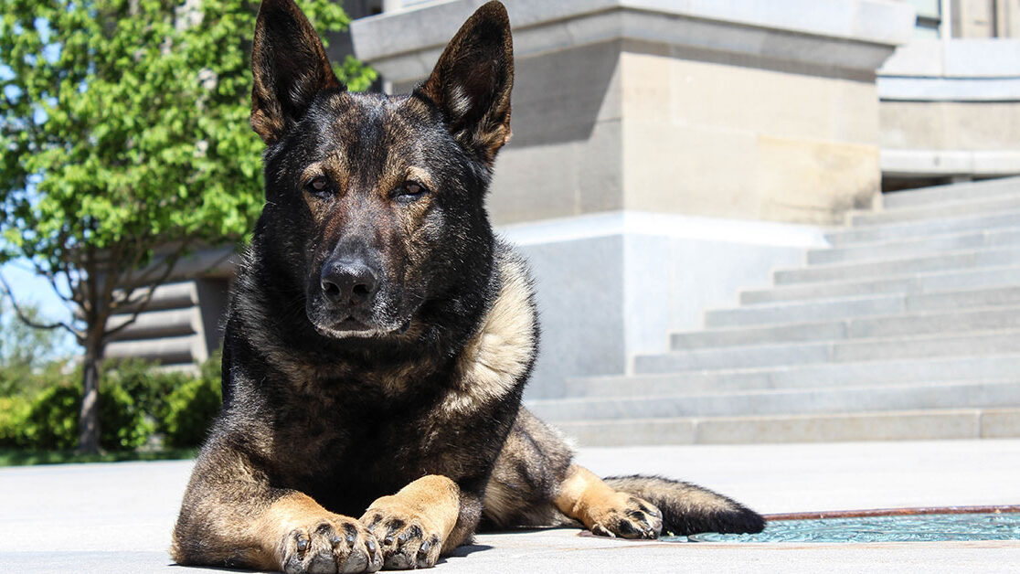 why-we-started German Shepherd well trained in family protection