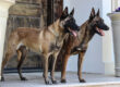 Family protection dogs standing side by side