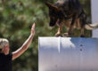 Dog on training course performing commands