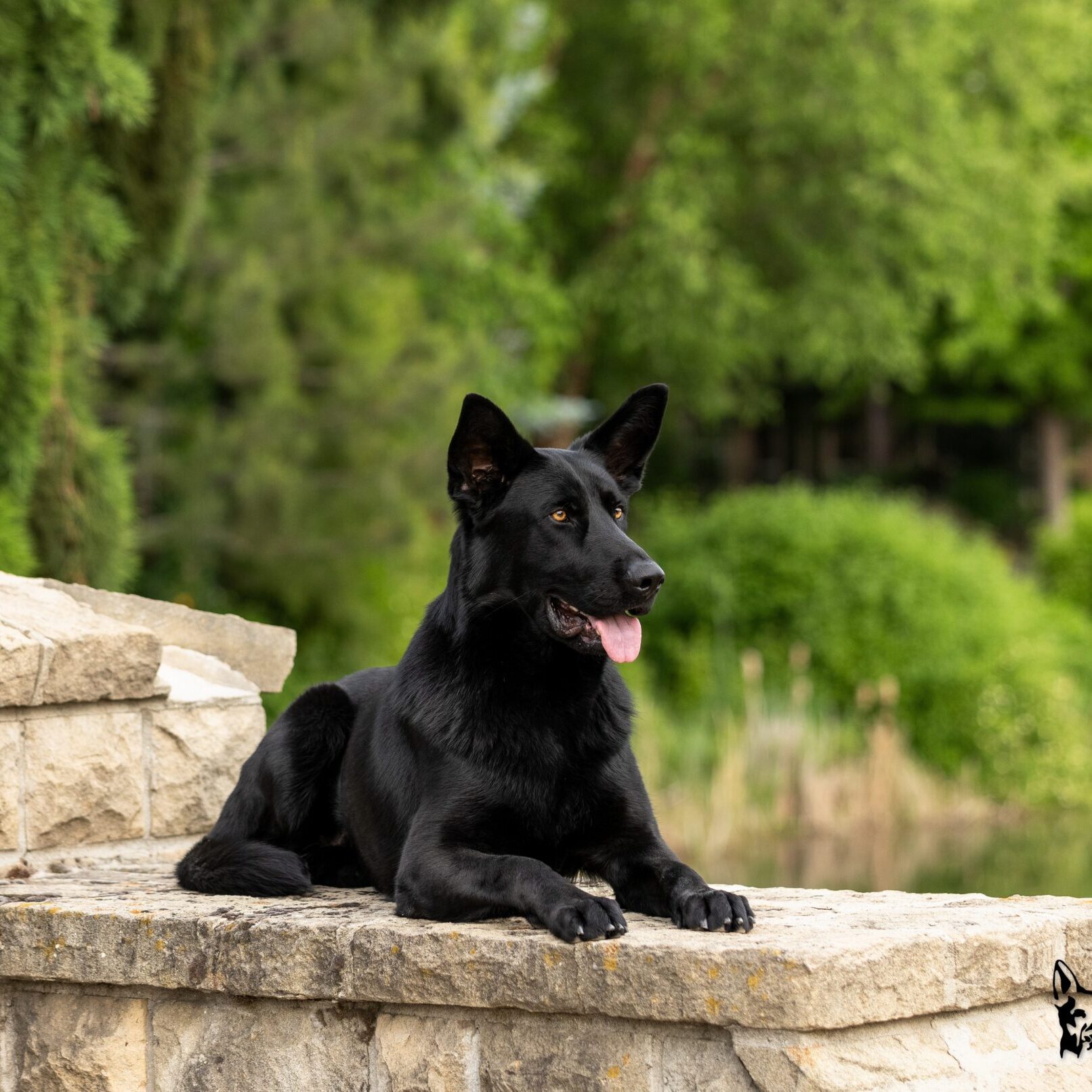 Black German Shepherd dog outdoors.