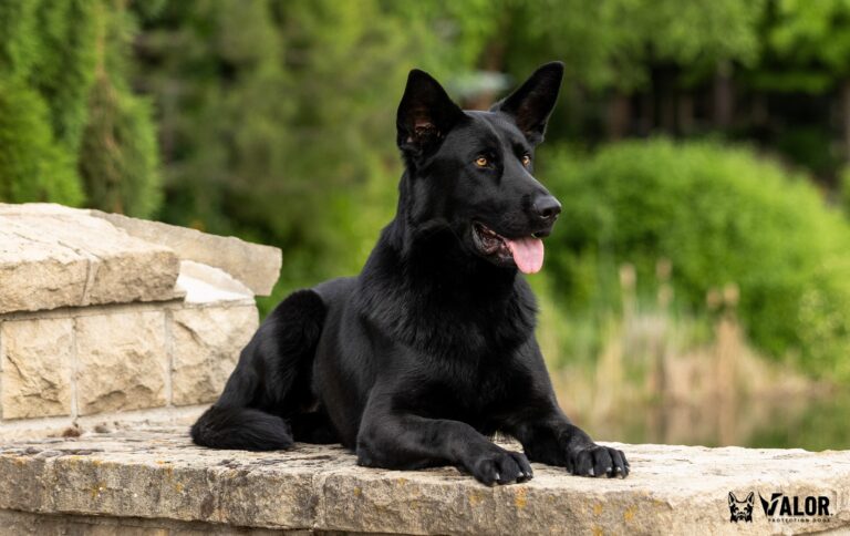 black Czech German Shepherd