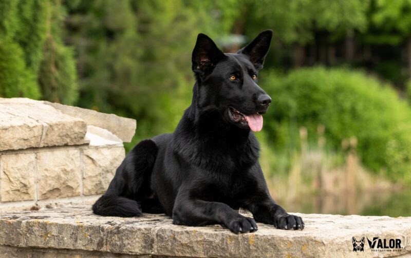 black Czech German Shepherd