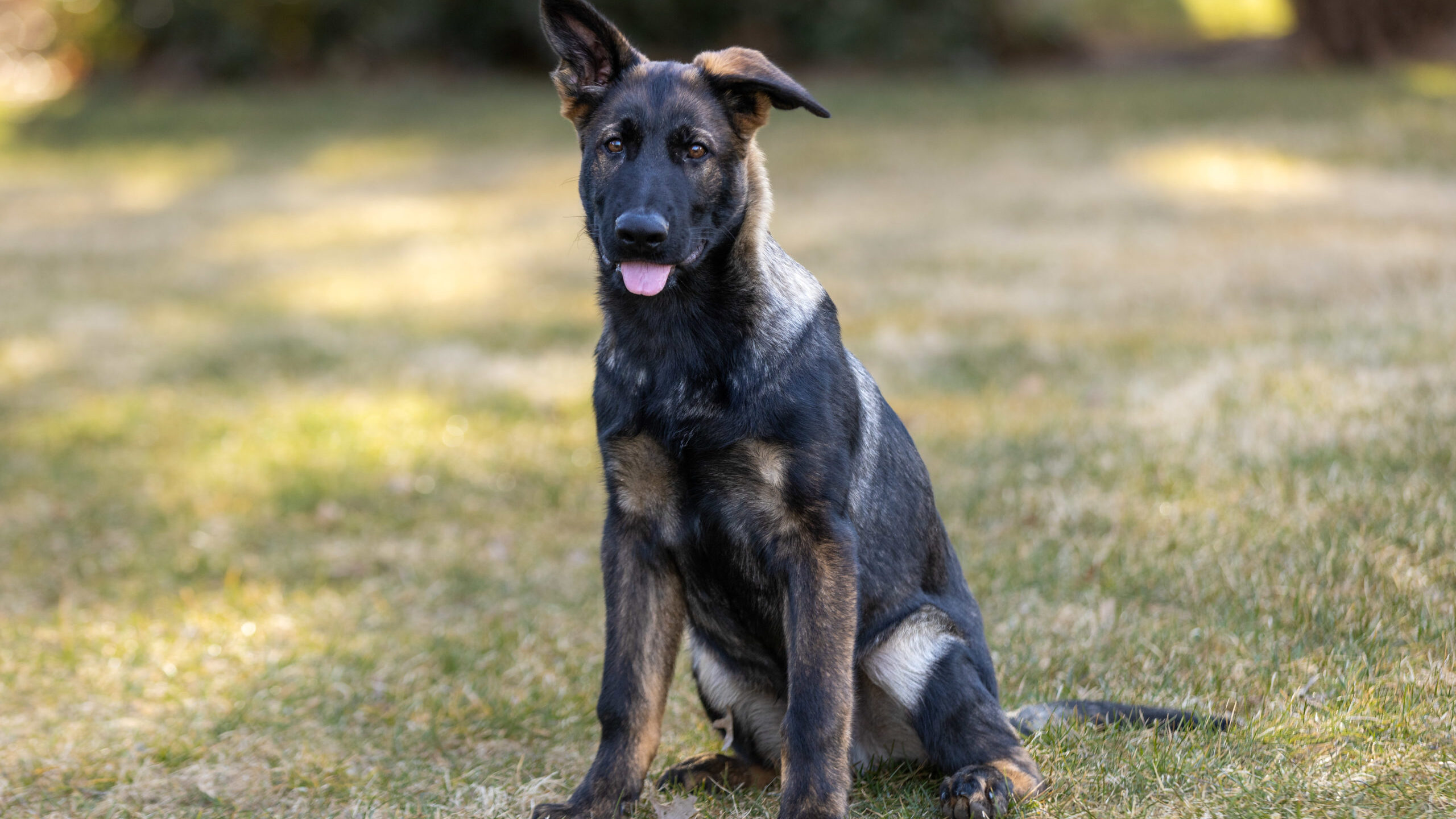 Protection Dog Xxanto, 4 months old German Shepherd puppy sitting in grass.