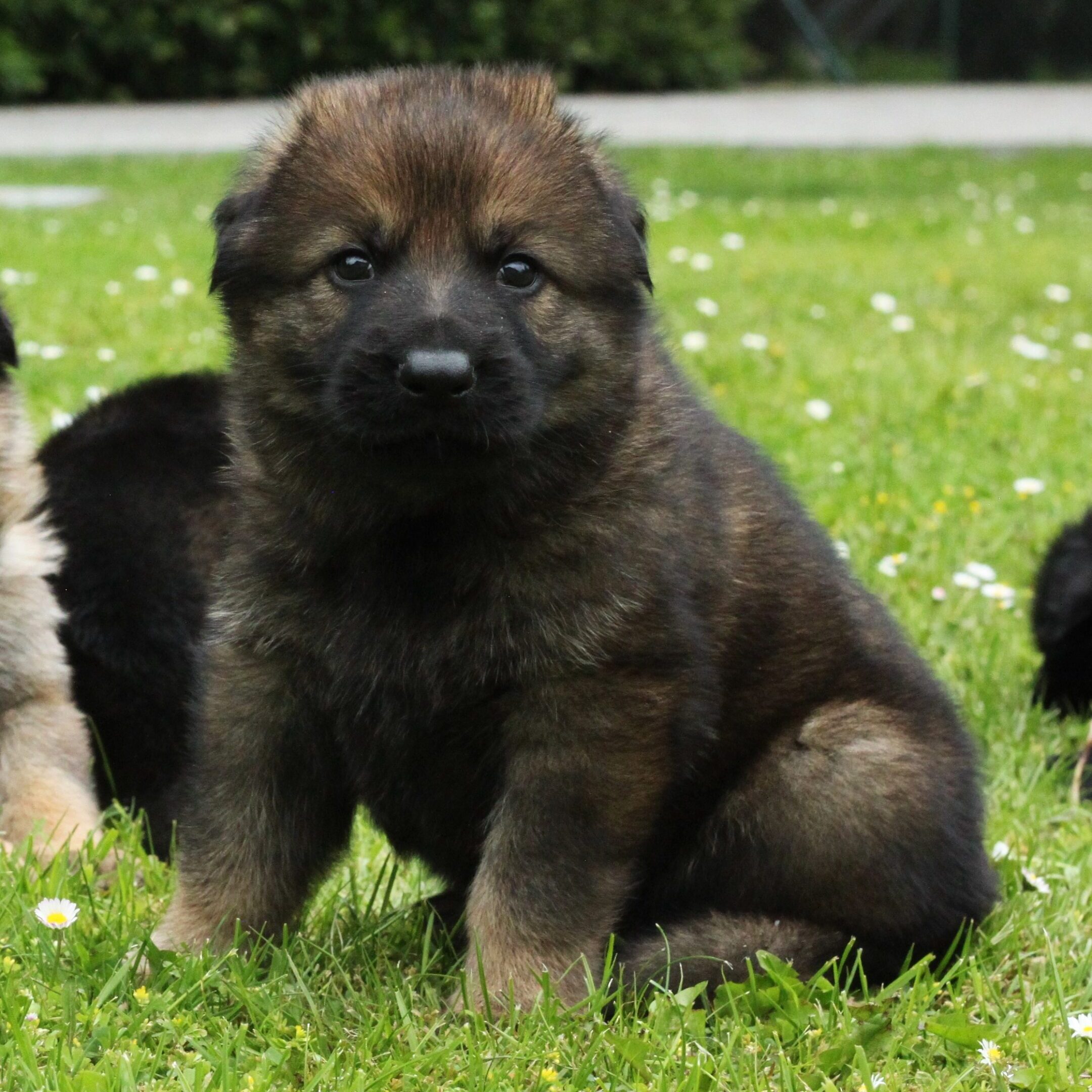Cute German Shepherd puppy sitting in grass.