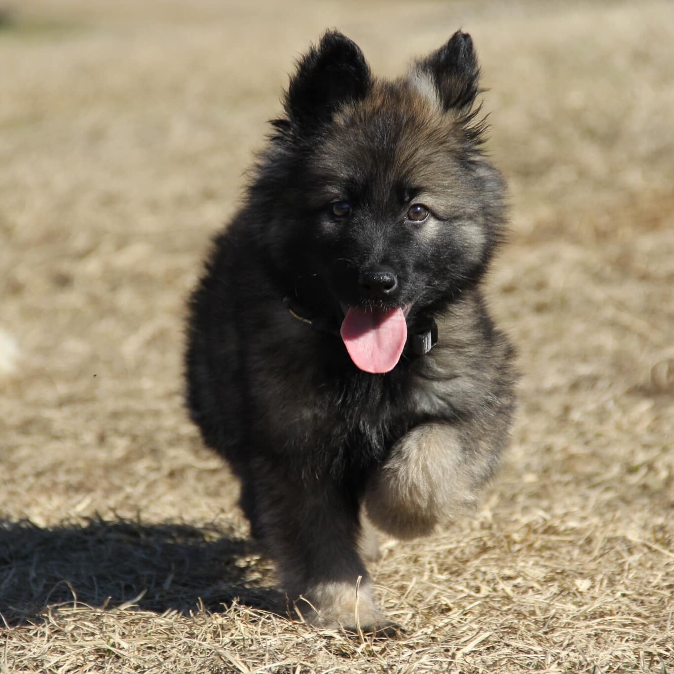 a cute black puppy running
