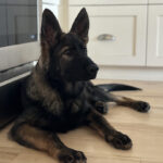 Protection Dog Freya, 4 months old