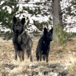 Protection Dog Freya (L), 11 months old