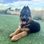 Protection Dog Icon, 3 months old