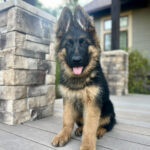black and red long coat German Shepherd puppy