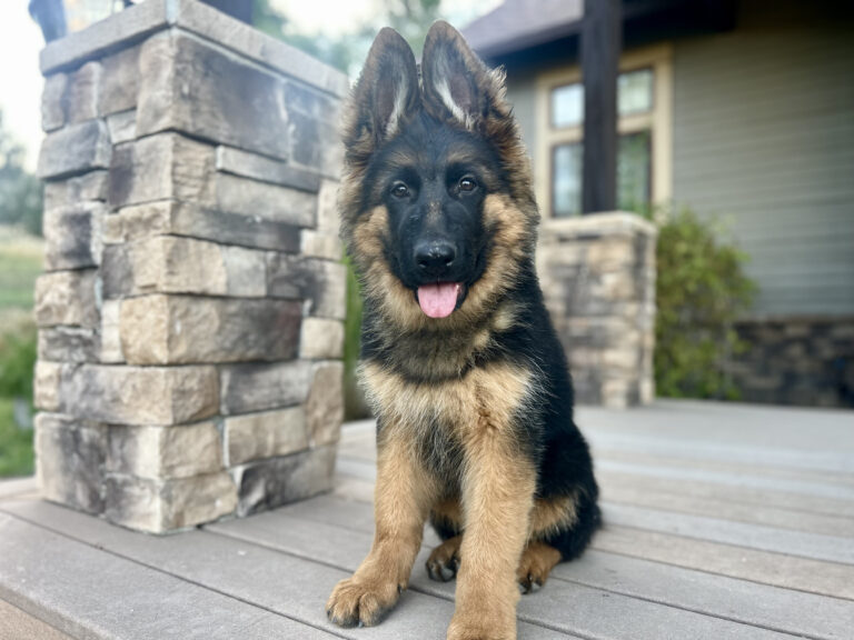 black and red long coat German Shepherd puppy