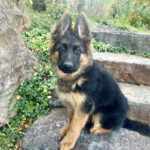 Protection Dog Icon, 3 months old