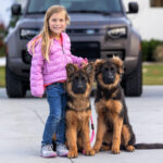 Protection Dogs Icon (L) and Yukon (R), 4 months old