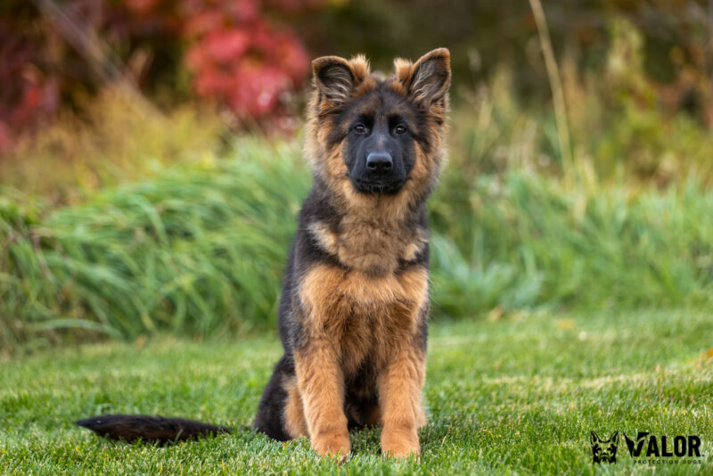 black and red German Shepherd puppy