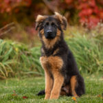 Protection Dog Yukon, 4 months old