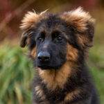 Protection Dog Yukon, 4 months old