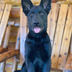Protection Dog Rip, 5 months old
