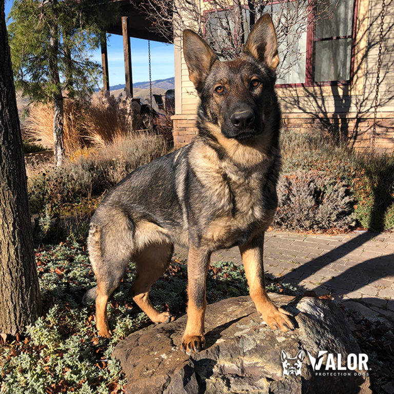 Meet Freya Sable Female German Shepherd Family Guard Dog For Sale