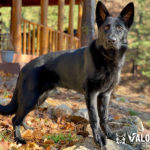 Protection Dog Rip, 10 months old