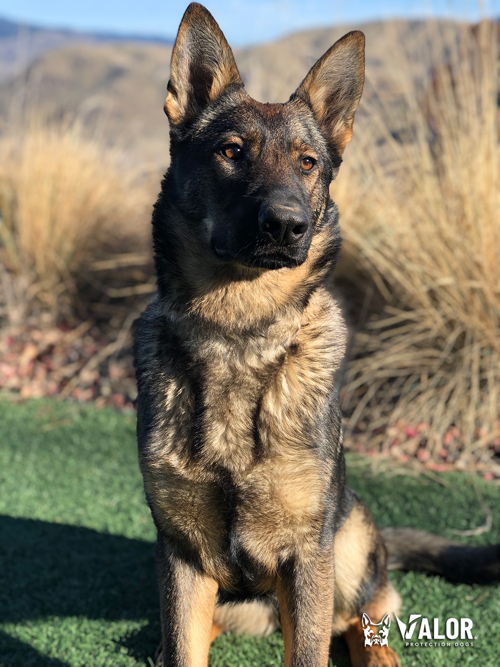 Meet Freya Sable Female German Shepherd Family Guard Dog For Sale