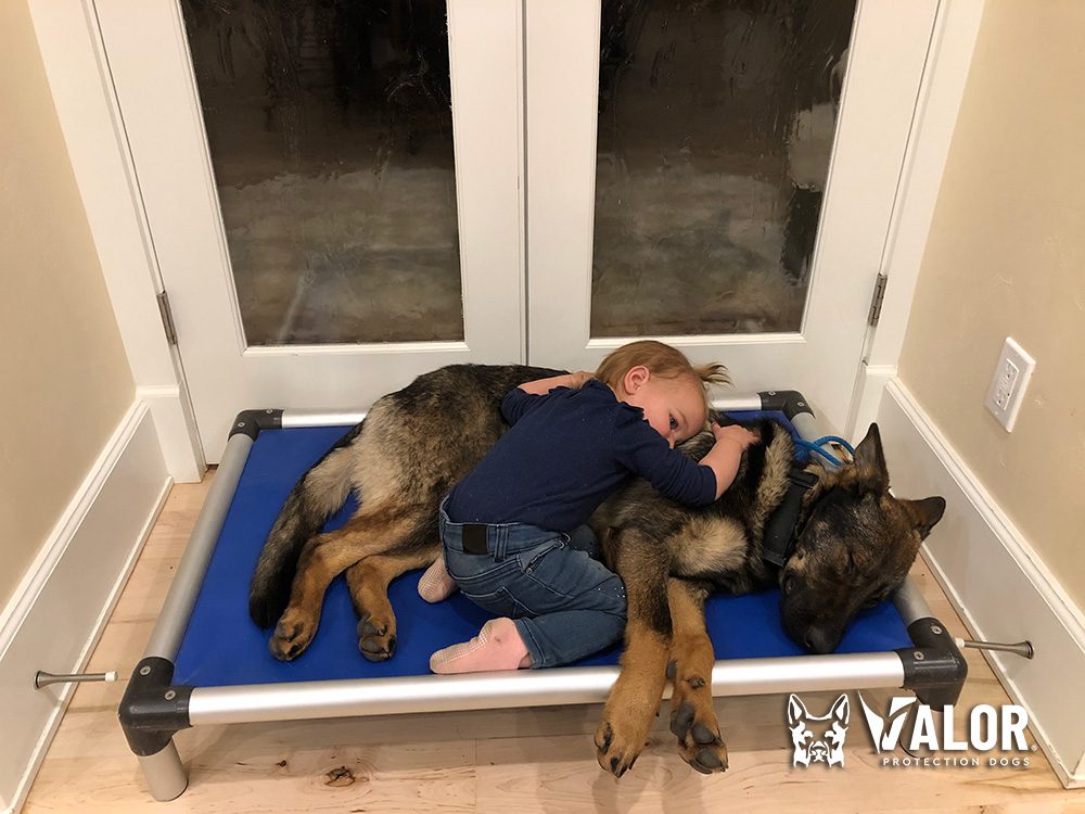 Toddler hugging German Shepherd on dog bed.