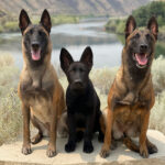 Litter of family protection dogs for sale