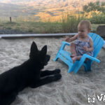 German Shepherd that is well behaved with babies