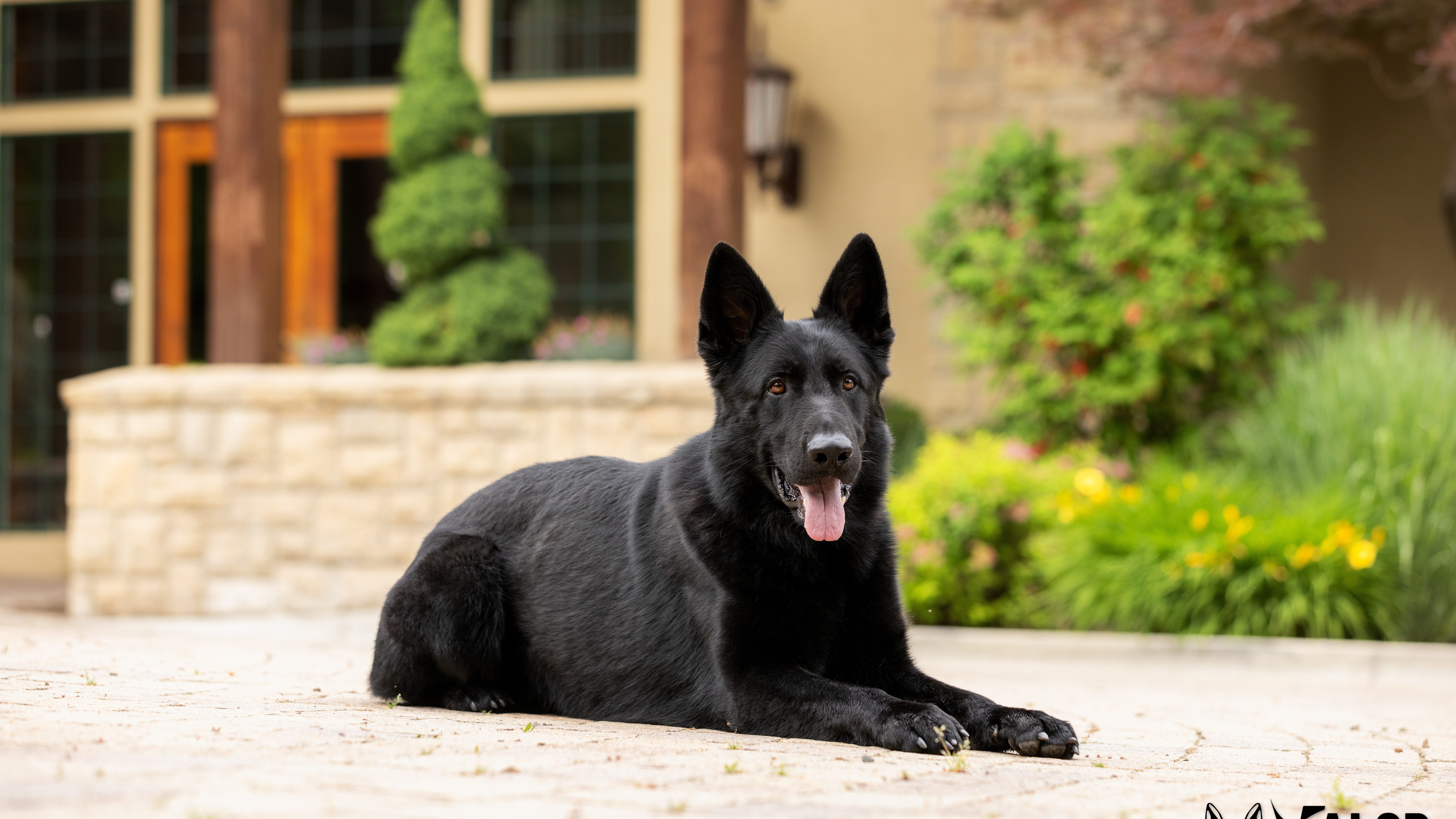 Black German Shepherd lying outdoors.
