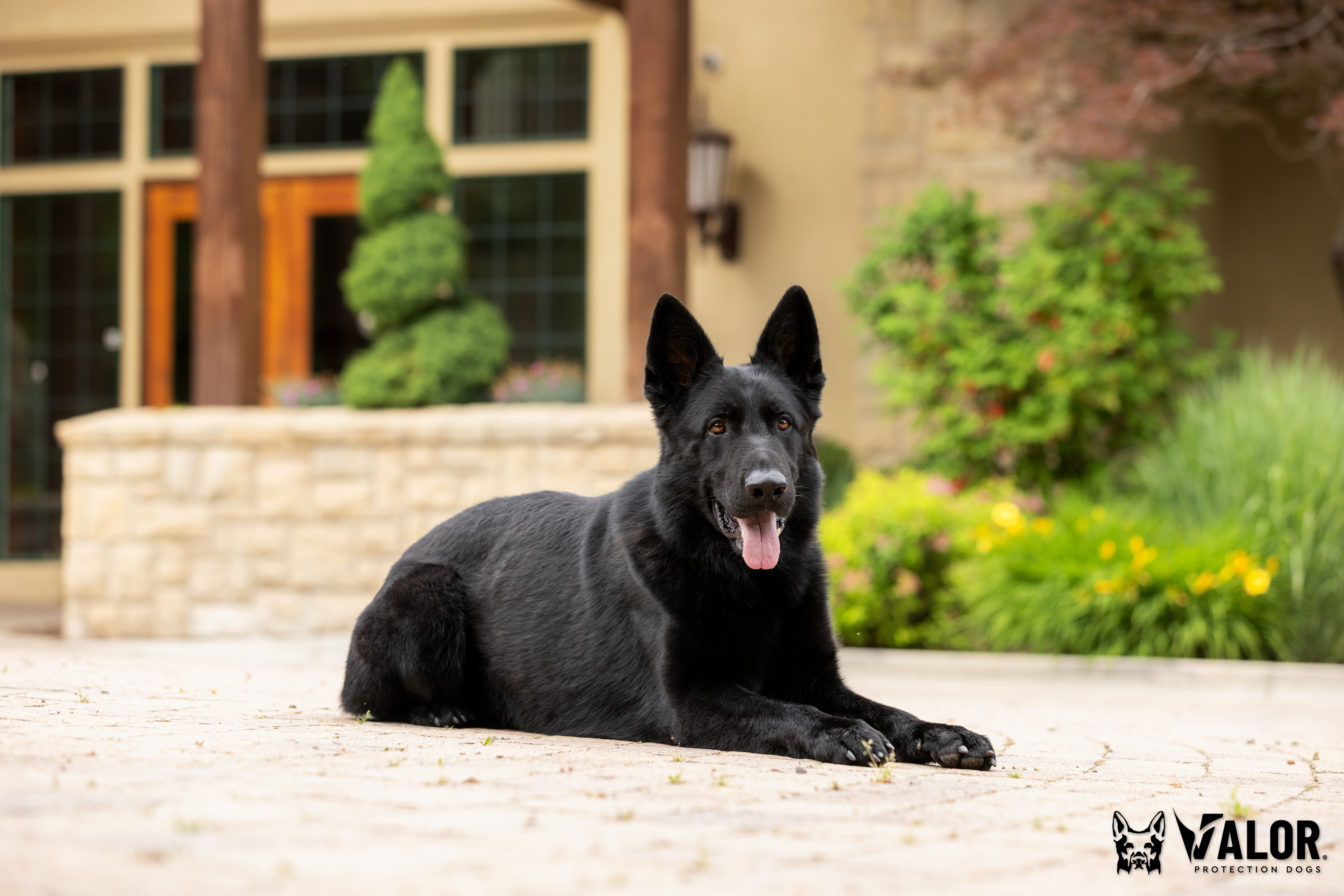 Black German Shepherd lying outdoors.