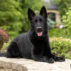 Black German Shepherd dog outdoors.