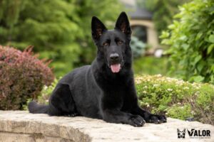 Black German Shepherd lying on stone ledge.