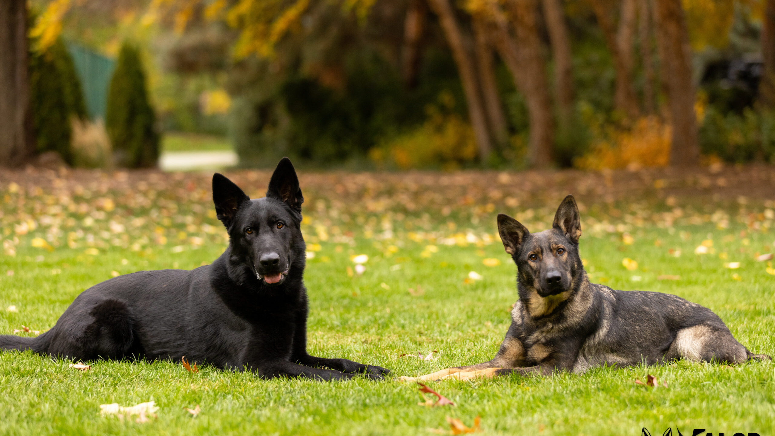 Protection Dogs Rip and Freya, 19 months old Two German Shepherds lying in grass.