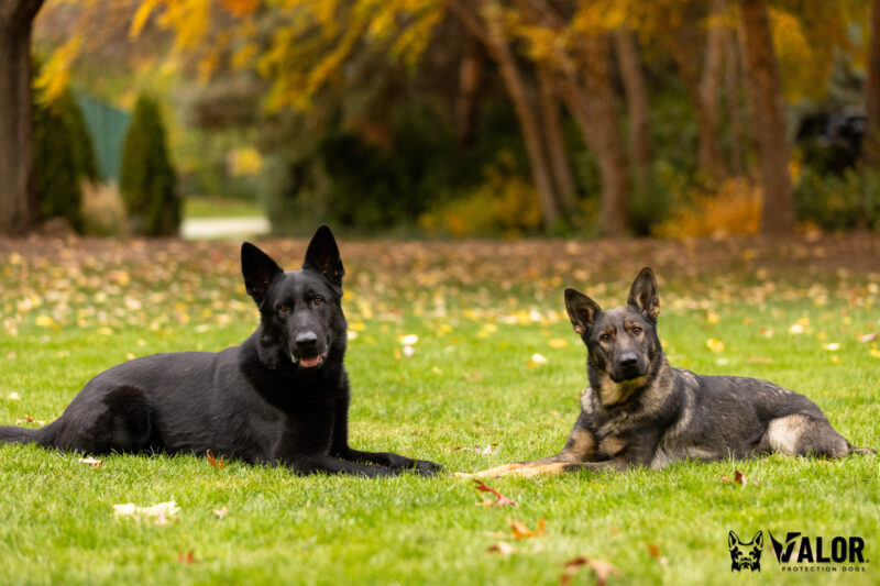 Protection Dogs Rip and Freya, 19 months old Two German Shepherds lying in grass.