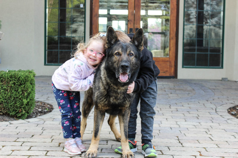 german shepherd protection dog boise Protection K9 that is good with children