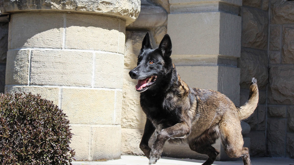 IMG_8980 Protection K9 guarding front porch of home