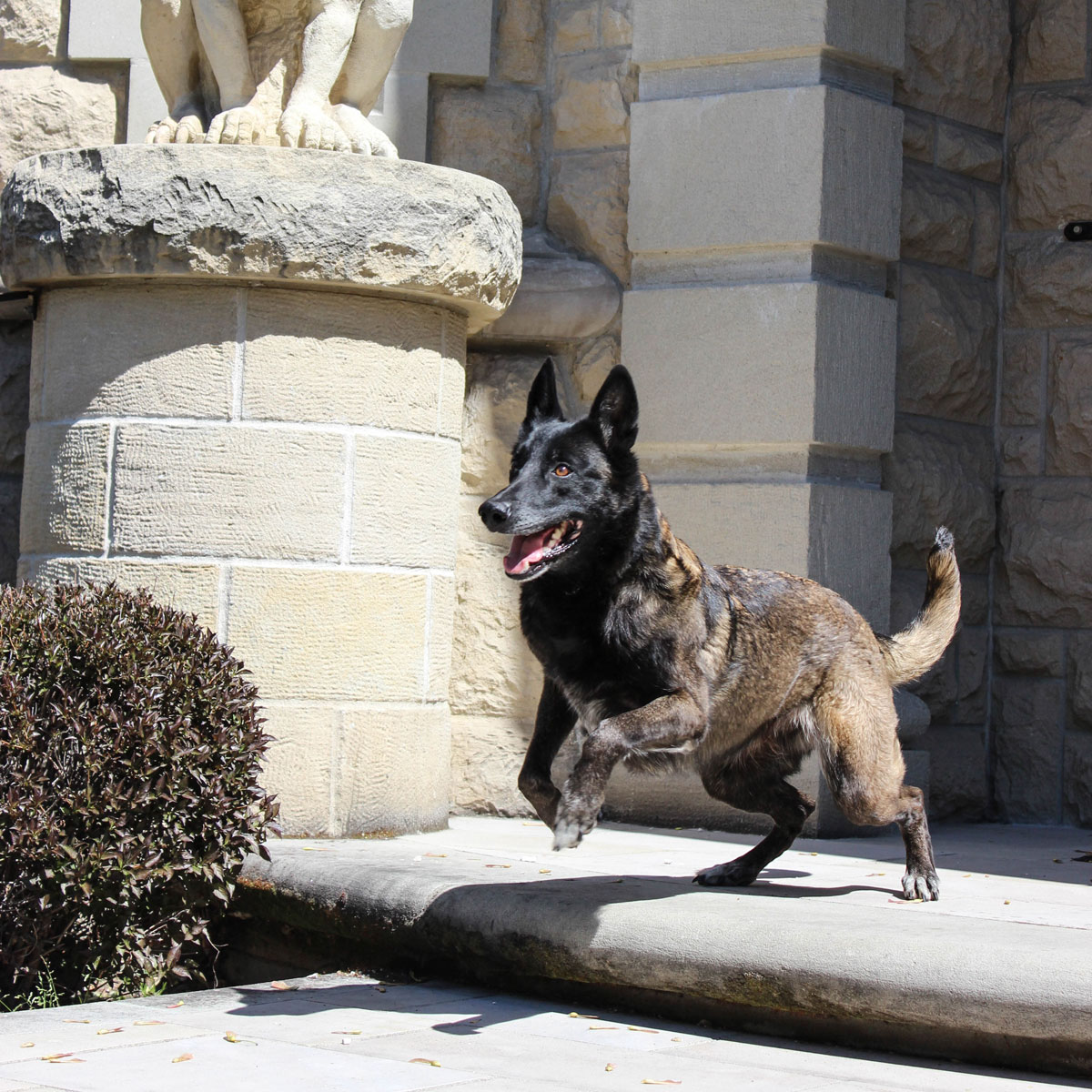 Protection K9 guarding front porch of home