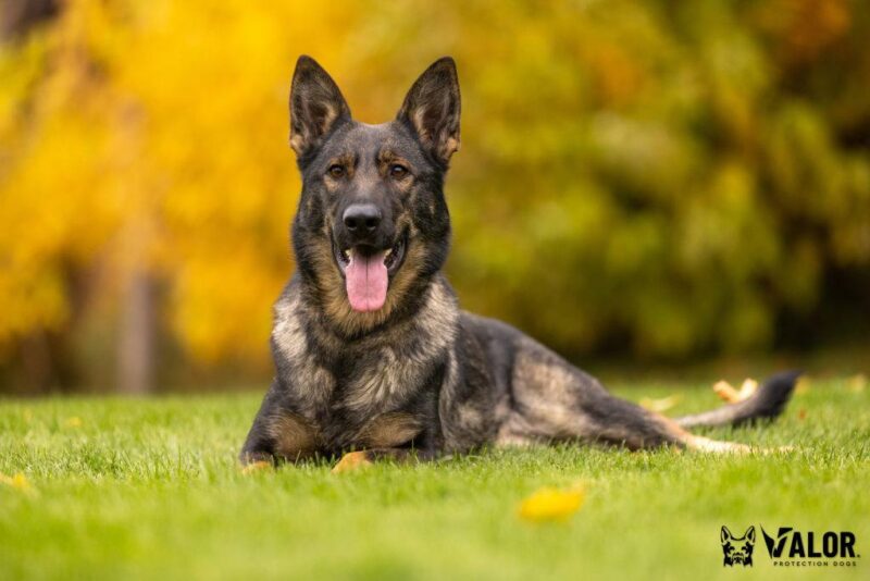 German Shepherd lying on grass, autumn background.