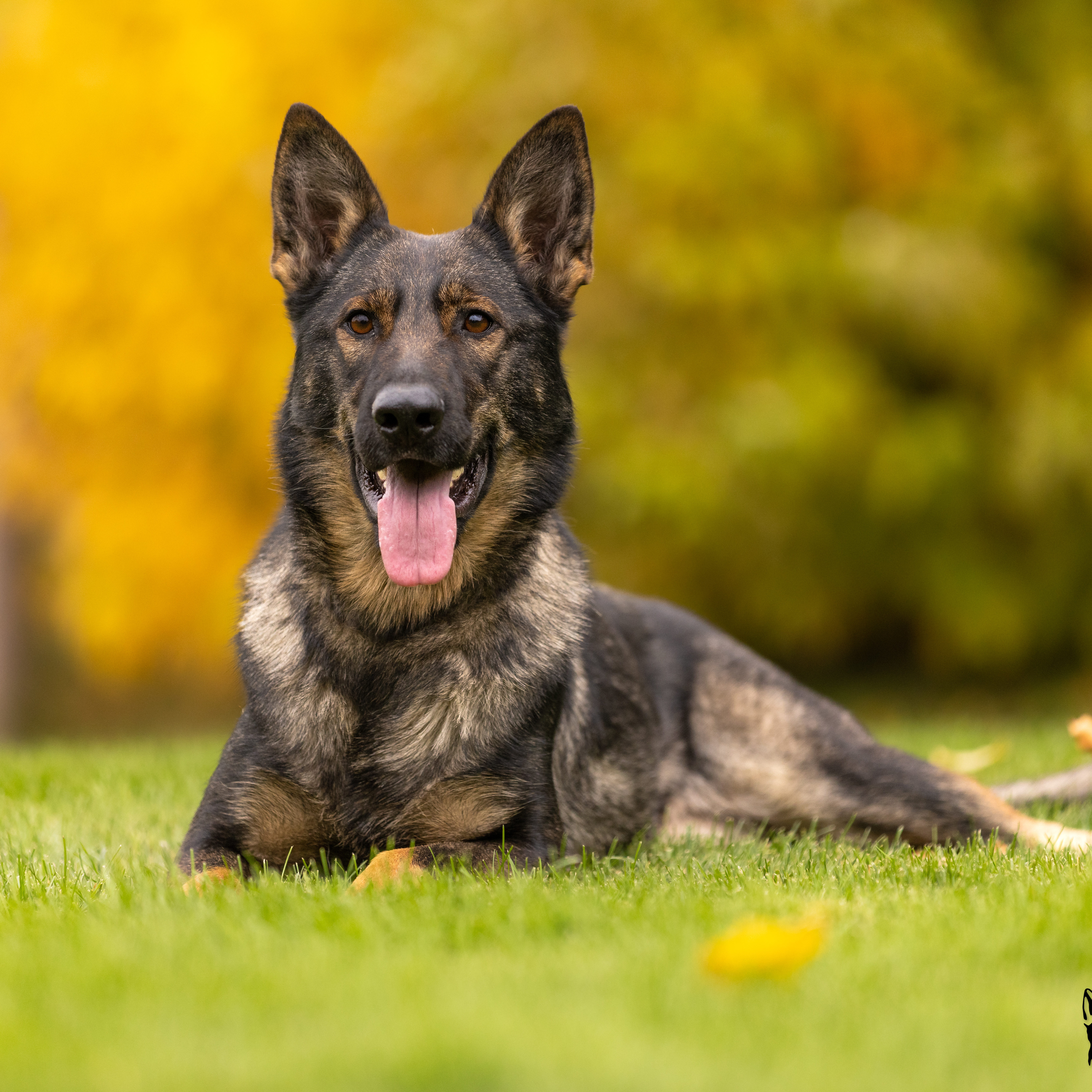 how big can female german shepherds get