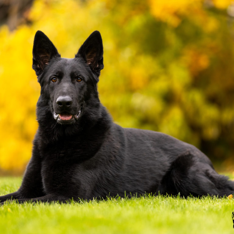 valor-protection-dogs-guard-dogs-for-sale-in-boise-idaho