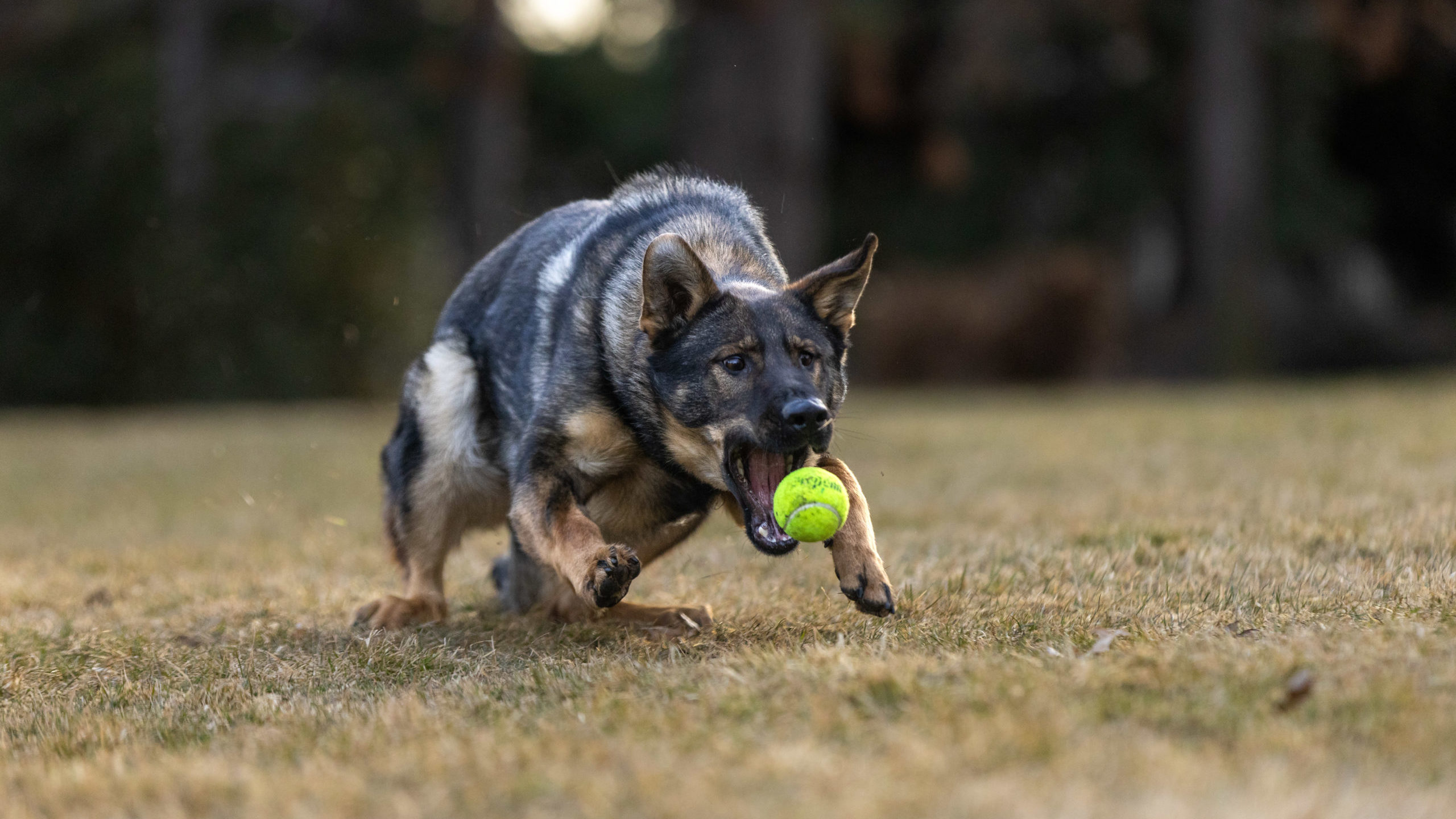 Protection Dog Freya, 12 months old sable czech german shepherd female playing ball