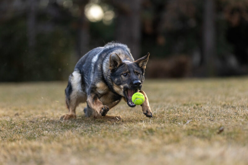 sable czech german shepherd female playing ball