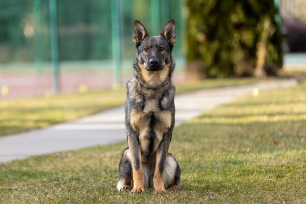 German Shepherd dog sitting outdoors.