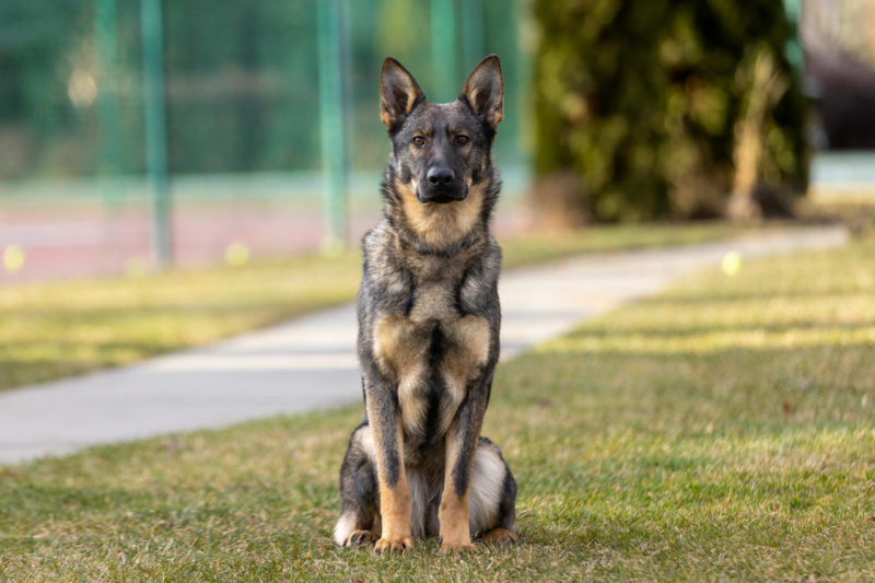 Protection Dog Freya, 12 months old German Shepherd dog sitting outdoors.
