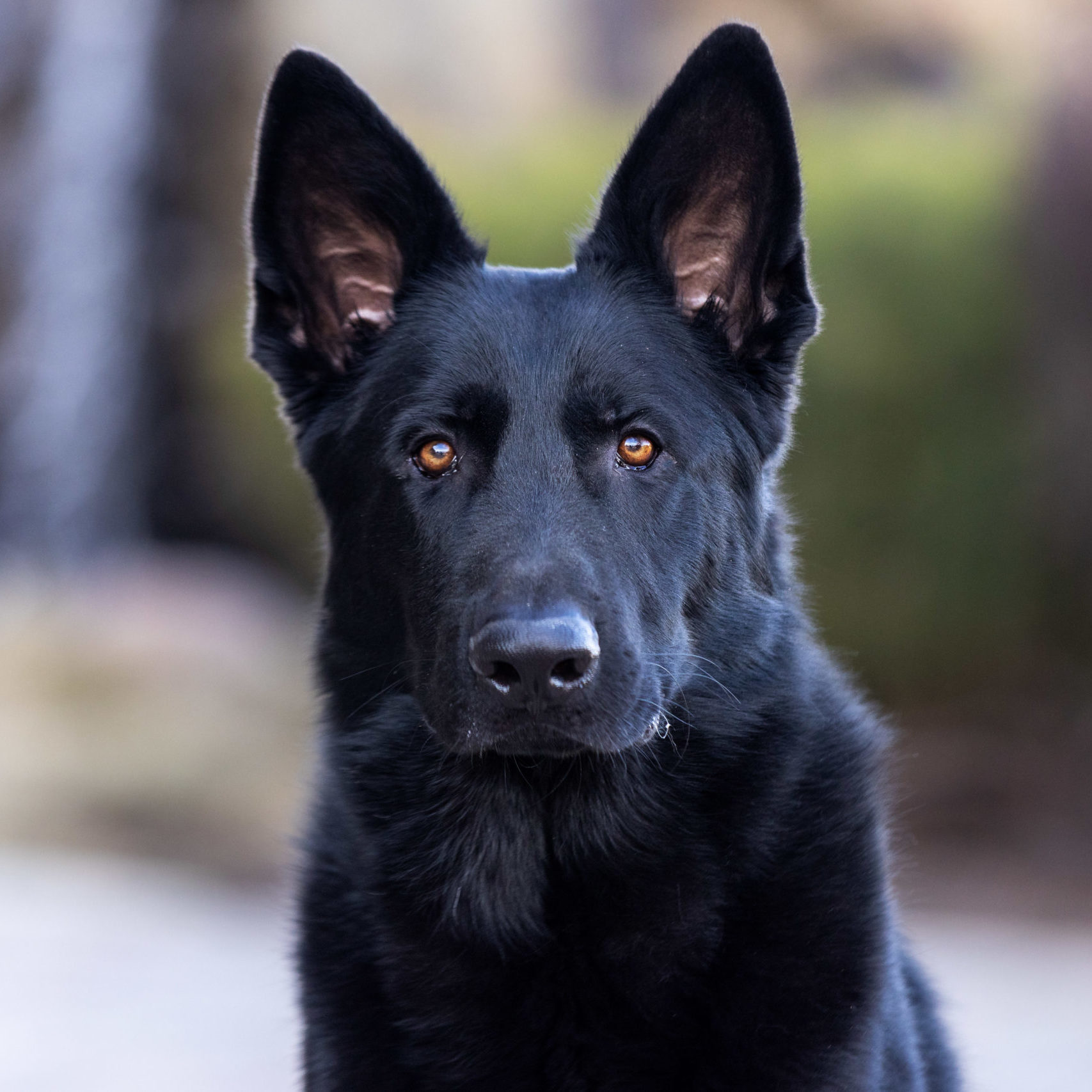 Meet Freya | Sable Female German Shepherd Family Guard Dog For Sale