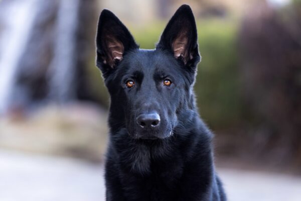 Attentive black shepherd with upright ears