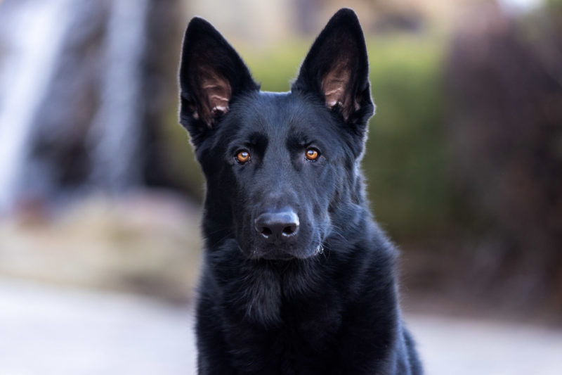 Protection Dog Rip, 12 months old Black German Shepherd dog portrait.