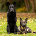 Protection Dogs Rip and Freya, 19 months old