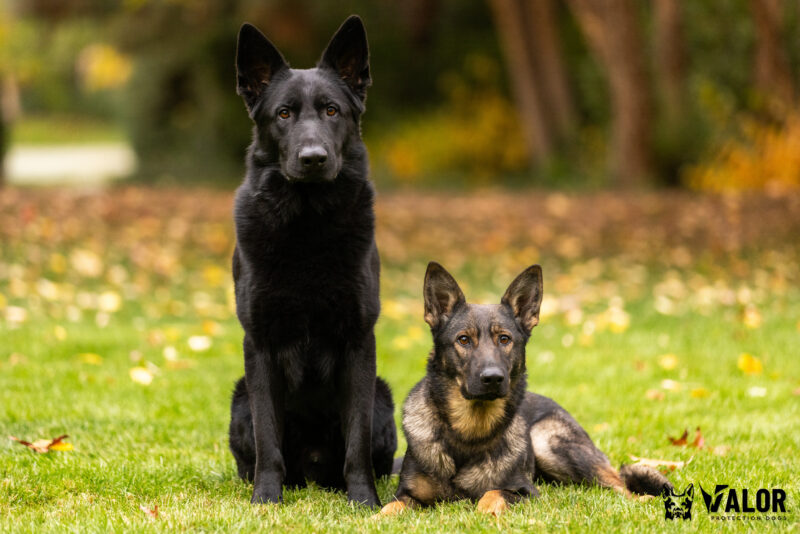 Protection Dogs Rip and Freya, 19 months old Two German Shepherds sitting in grass.