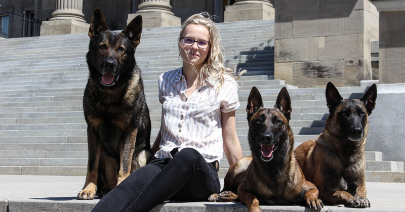 buyer-beware Protection dogs trained for family